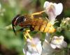 Philanthus triangulum